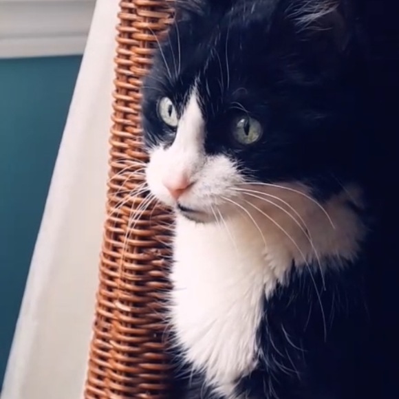 Meet your Posher, Natty - Picture 1 of 1